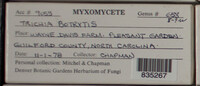 Trichia botrytis var. botrytis image